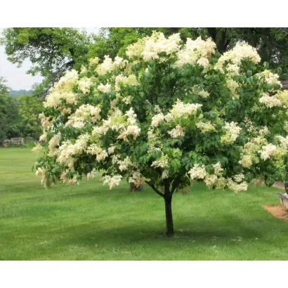 ЗОЛОТОЙ АМУР