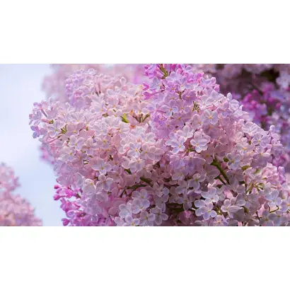 РОЗОВАЯ ДЫМКА