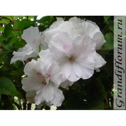 БЕЛОСНЕЖКА