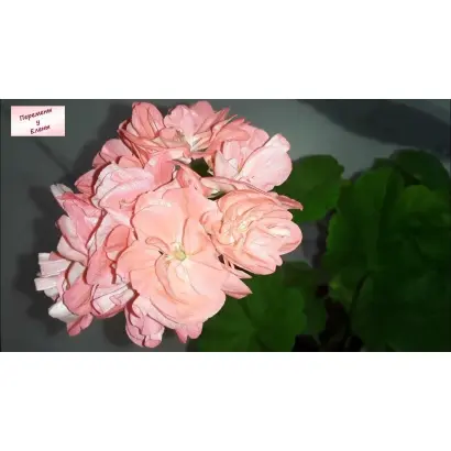 РОЗОВЫЕ ОБЛАКА