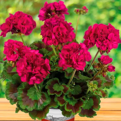 ЯГОДНЫЙ ЦВЕТ