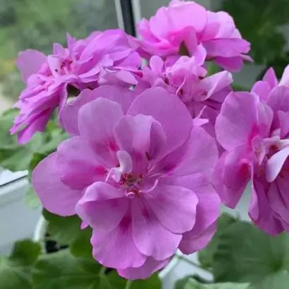 СИРЕНЕВЫЙ ТУМАН