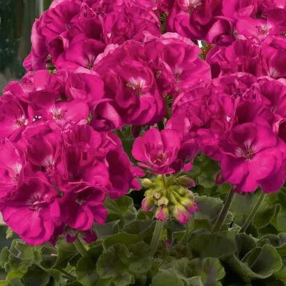 РОЗОВЫЙ БРИЗ