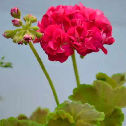 НЕЖНАЯ КАРАМЕЛЬ