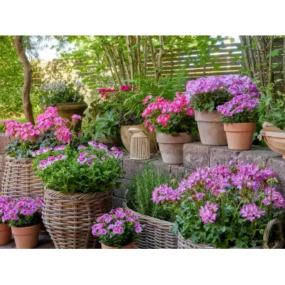 СВЕЖЕСТЬ УТРА