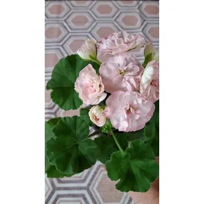 ОЧАРОВАНИЕ