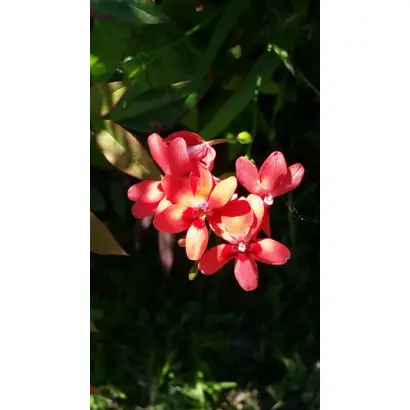 ЮЖНОЕ СИЯНИЕ