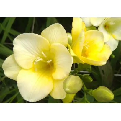 ЗОЛОТО АМПСАЛИДЫ