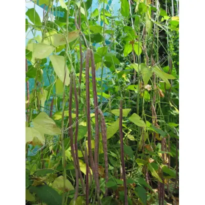 ДАЛЬНЕВОСТОЧНАЯ