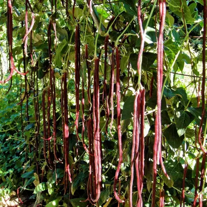 РЯБИНОВЫЕ БУСЫ