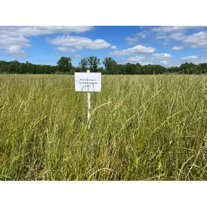 КАЛИНИНГРАДСКИЙ ВИК