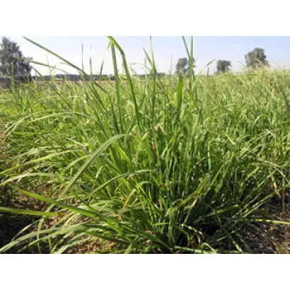 ИЗУМРУДНЫЙ