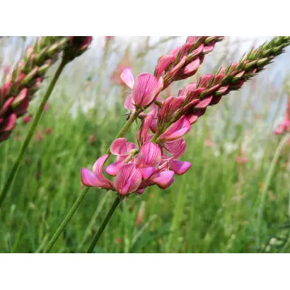 СЕВЕРОКАВКАЗСКИЙ ДВУУКОСНЫЙ