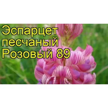 РОЗОВЫЙ 89