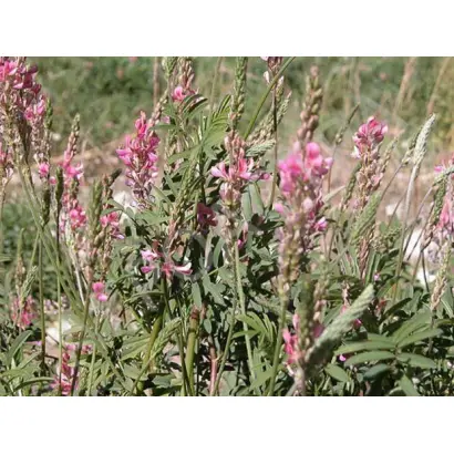 ЗЕРНОГРАДСКИЙ 3