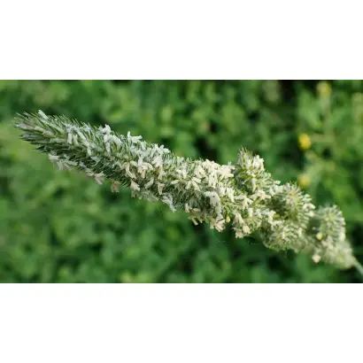 ХАБАРОВСКАЯ