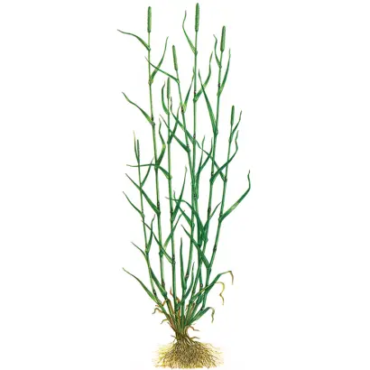 ИГЛИНСКАЯ МЕСТНАЯ