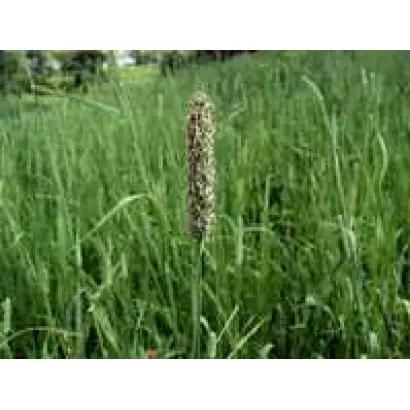 КРАСНОДАРСКАЯ 1