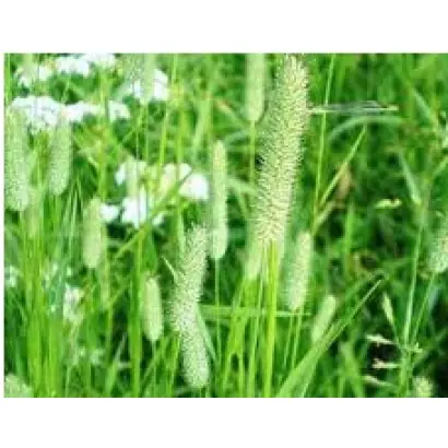 КАЗАЧИНСКАЯ 2