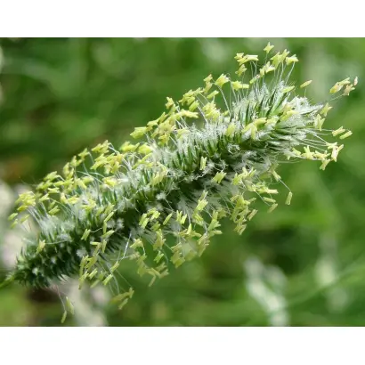 САММАГРЕЙЗ