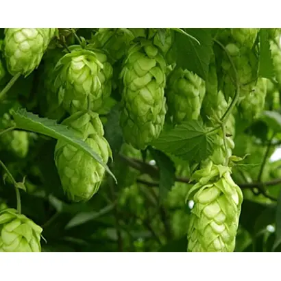 КРЫЛАТСКИЙ