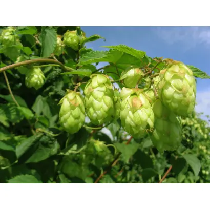 ЦИВИЛЬСКИЙ