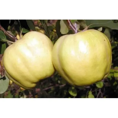 КРЫМСКАЯ АРОМАТНАЯ