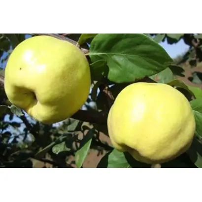 ОСЕННИЙ СУВЕНИР