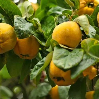 НОВОГОДНЯЯ