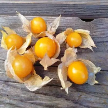 ЗОЛОТОЙ ПРИЗ