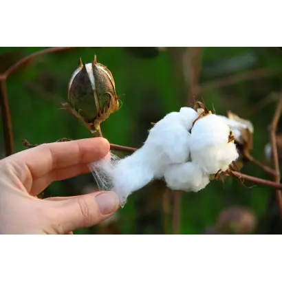 АСТРАХАНСКИЙ ПУХ