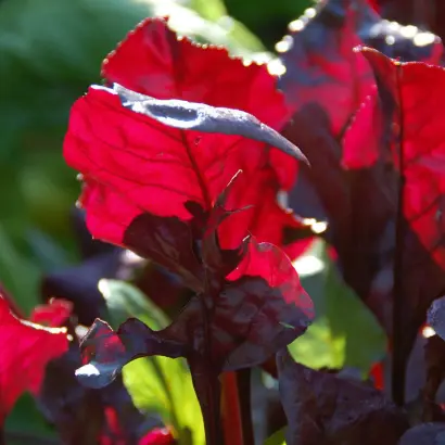 БУЛЗ БЛАД СКАРЛЕТТА