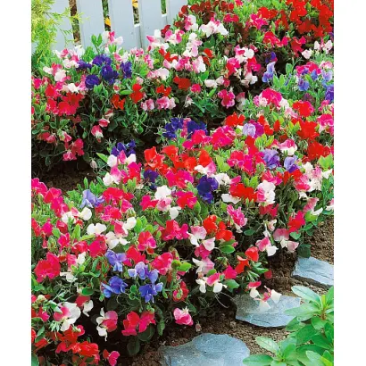 АЛЕНЬКИЙ ЦВЕТОЧЕК