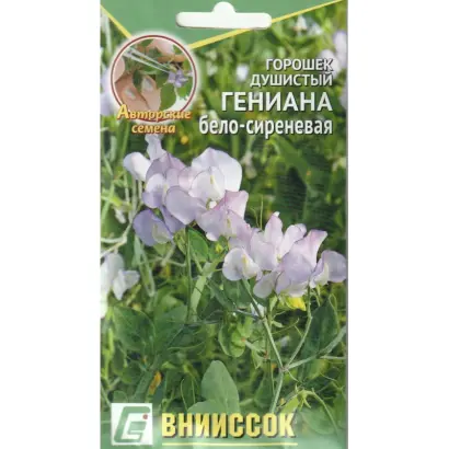 ГЕНИАНА БЕЛО-СИРЕНЕВАЯ