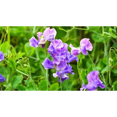 БЕЗУСЫЙ СНУПИ