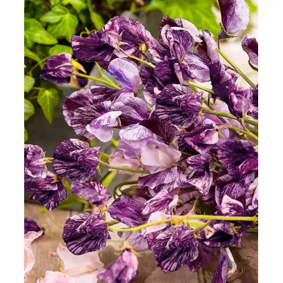 ШОКОЛАДНИЦА