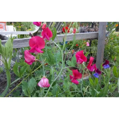 МИСТЕР БИШОП