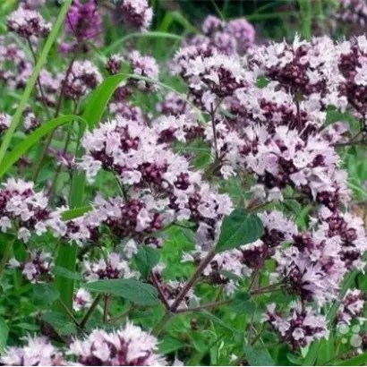 ДУШИСТЫЙ ПУЧОК