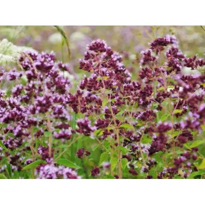 МЕДОВЫЙ АРОМАТ