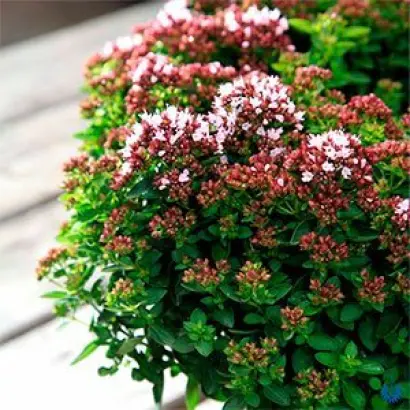 СИБИРСКАЯ МЕЛОДИЯ