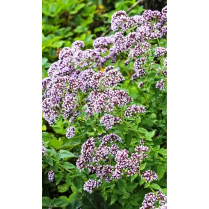 СЕВЕРНОЕ СИЯНИЕ