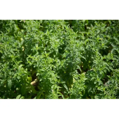 РОЗОВСКАЯ АРОМА