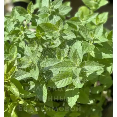 ПРИЛУКСКАЯ КАРВОННАЯ