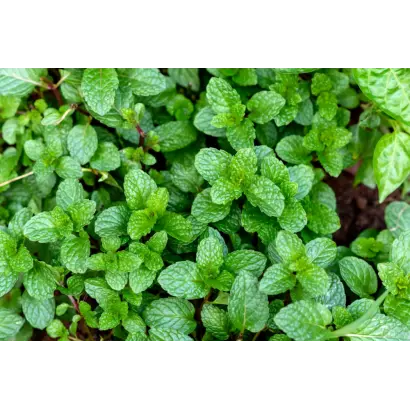 ФИТОЭЛИЗИУМ