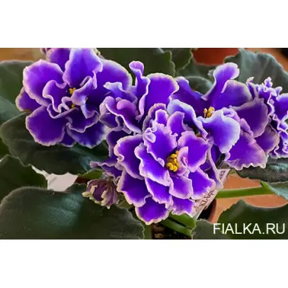 БРИГАНТИНА