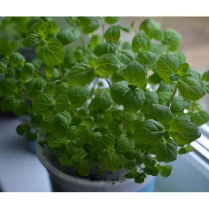 ЯСНАЯ НОТКА