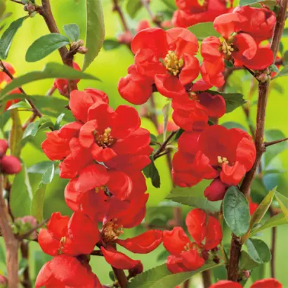 ГРАФ ДЕ РАМОК