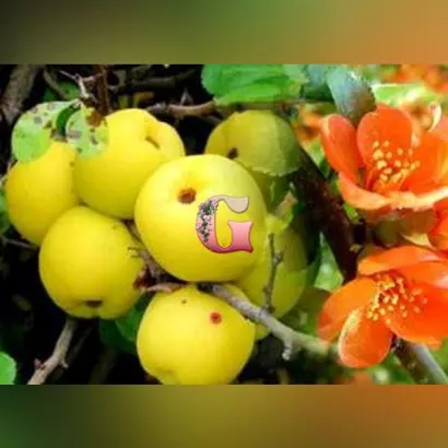 МИЧУРИНСКИЙ ВИТАМИН