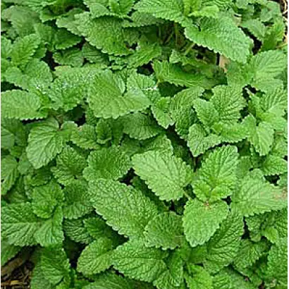 ЦИТРОНЕЛЛА