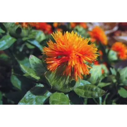 КРАСА СТУПИНСКАЯ